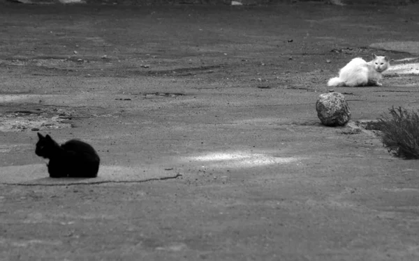 Eine Schwarze Und Eine Weiße Katze Städtischen Umfeld Konzept Von — Stockfoto