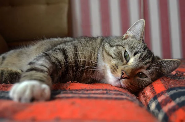 Evde bir kedi yatağa uzanıp kameraya bakıyor.