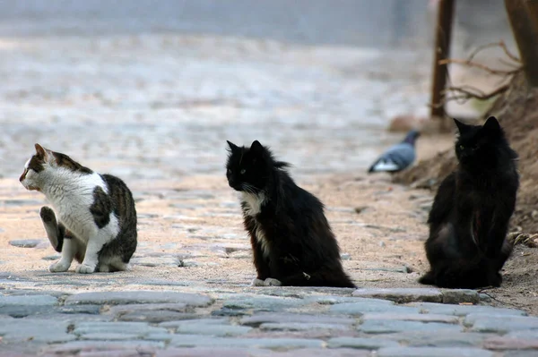 Tres Gatos Sentados Empedrada Calle Del Casco Antiguo Riga Letonia — Foto de Stock