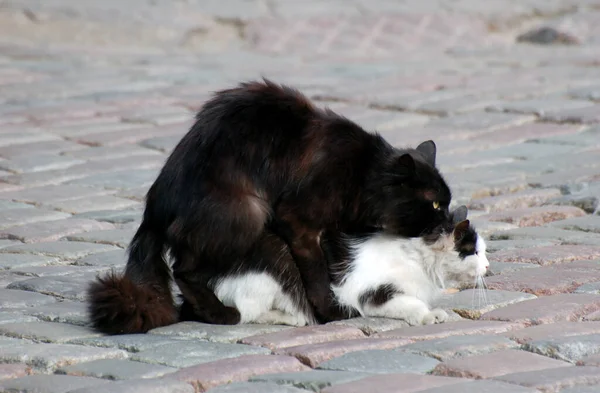 Dois Gatos Fazendo Sexo Rua Paralelepípedos Cidade Velha Riga Letônia — Fotografia de Stock