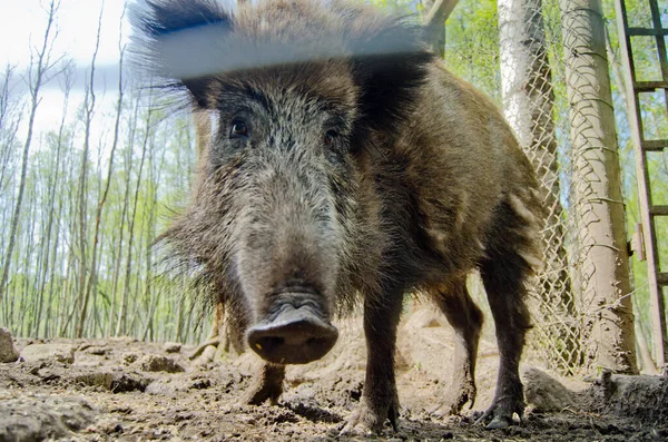 Letonya 'da bir yaban domuzunun yakın plan fotoğrafı.