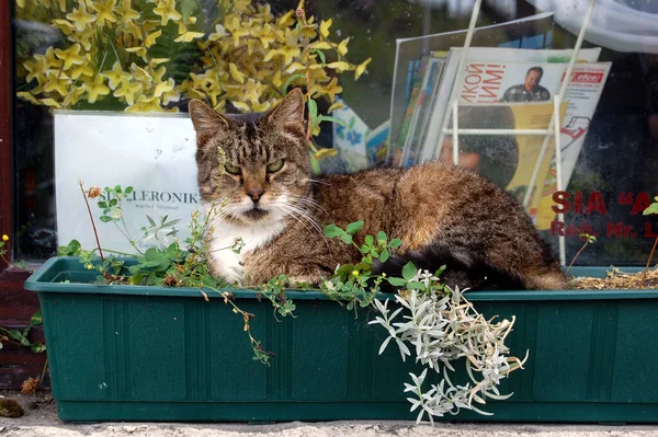 Giugno 2015 Riga Lettonia Gatto Arrabbiato Alla Vetrina Della Maskavas — Foto Stock