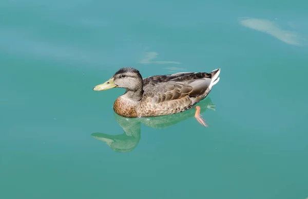 A duck swimming graciously on a beautifully green color water on a lake in Vilnius, Lithuania