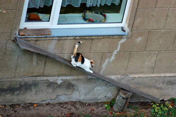 Gato Corriendo Sobre Tablón Desde Ventana Del 1Er Piso Una Imagen de stock