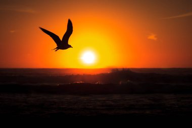 Martı siluet beache!