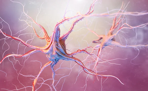 Neurons and nervous system — Stock Photo, Image