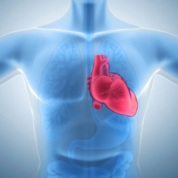 The Human heart — Stock Photo, Image