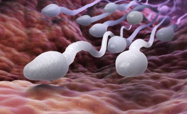 Erkek sperm hücresi