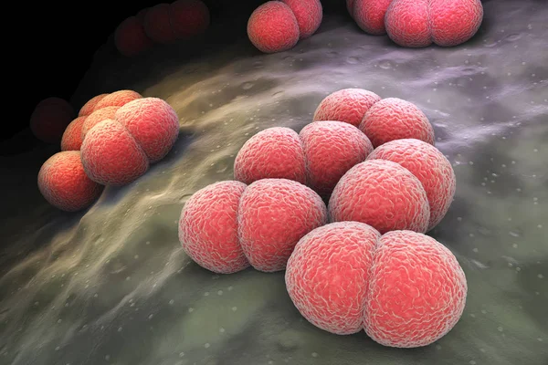 Neisseria meningitidis bacteria — Stock Photo, Image