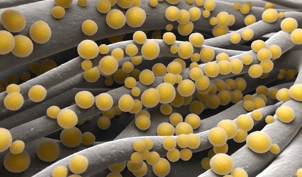 Staphylococcus aureus Mrsa — Stok fotoğraf