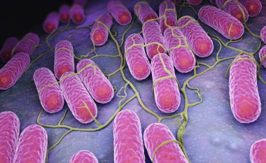 Culture of Salmonella bacteria clipart