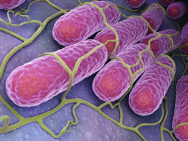 Культура бактерий сальмонеллы — стоковое фото