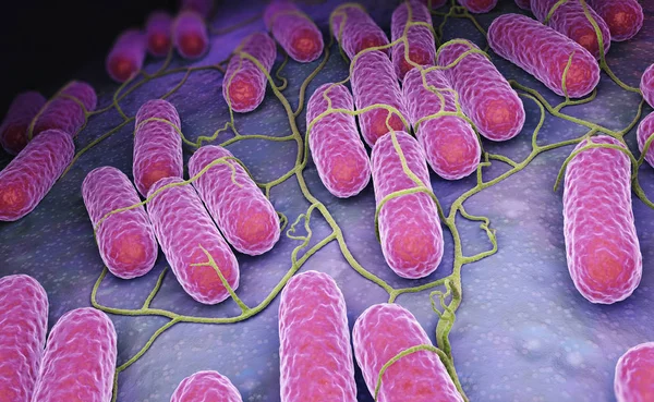 Cultivo de bacterias Salmonella — Foto de Stock