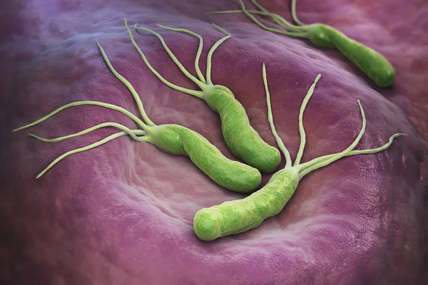 Bakterie Helicobacter pylori — Stock fotografie