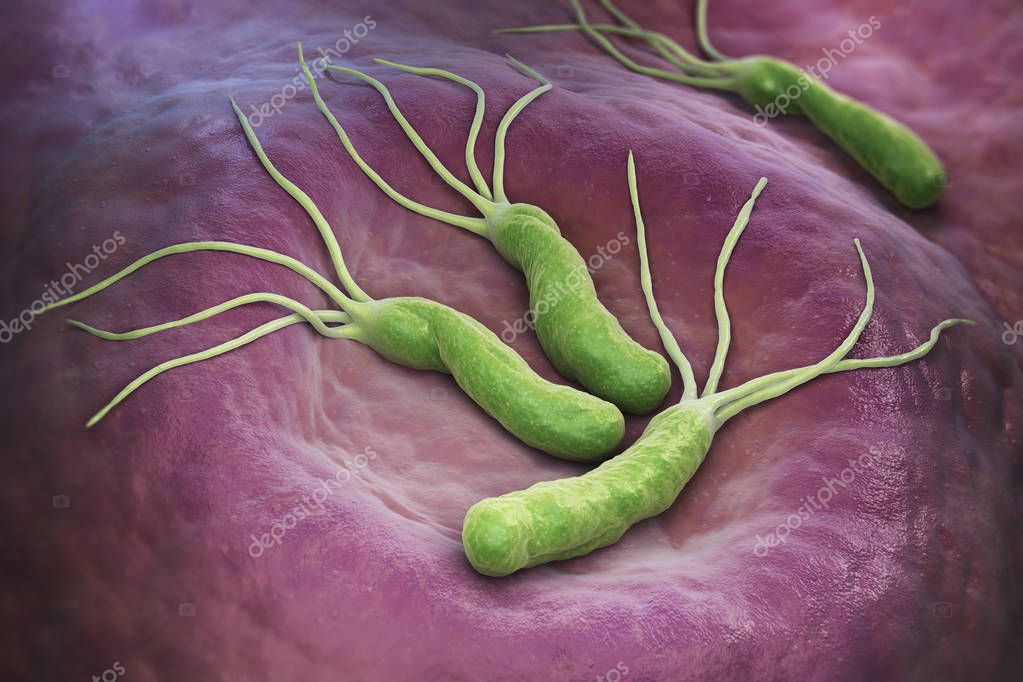 Imágenes: la bacteria helicobacter pylori | Bacteria Helicobacter