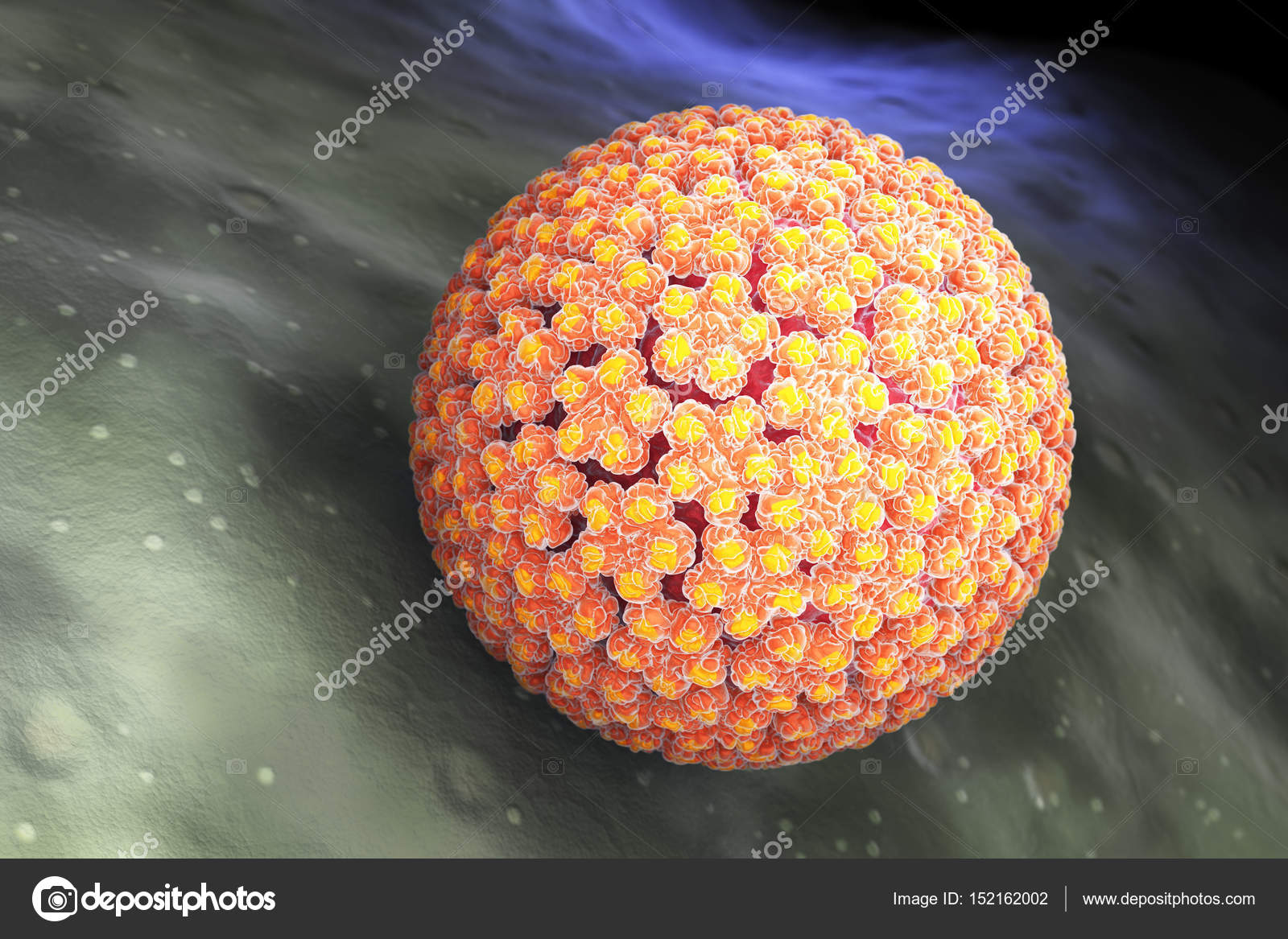 virus papillomavirus humain