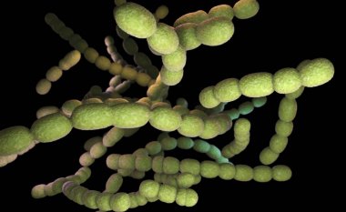 Streptococcus pneumoniae