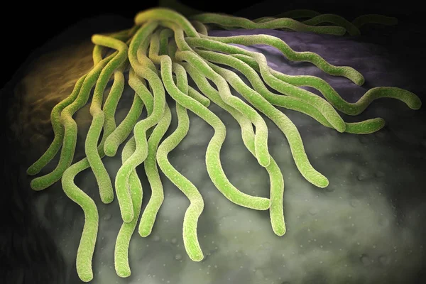 Colony of Borrelia burgdorferi bacteria — Stock Photo, Image