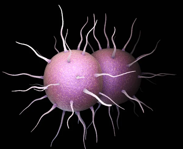 Neisseria gonorrhoeae bacteriën — Stockfoto