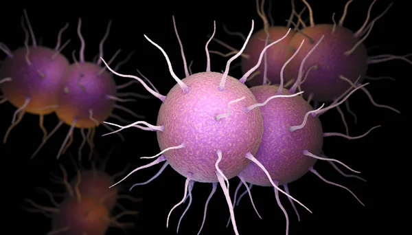 Neisseria gonorrhoeae bakteri — Stok fotoğraf