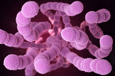 Streptococcus pneumoniae, or pneumococcus, is Gram-positive coccus shaped pathogenic bacteria which causes many types of pneumococcal infections in addition to pneumonia. 3D illustration clipart