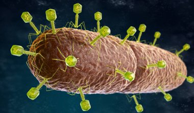 illustration of the Bacteriophage Virus that infects and replicates within a bacterium. 3D illustration clipart