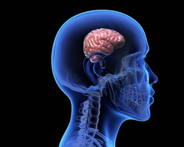 İçinde küçük bir beyin olan insan kafatası. 3B illüstrasyon