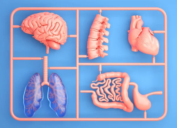 Модель Комплекта Запасными Внутренними Органами Иллюстрация — стоковое фото
