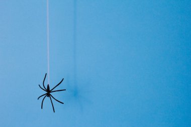 Cadılar Bayramı arka plan dekor tatil konsepti. Örümcek gölgesi ve siluet mavi arkaplanda ağdan aşağı düşüyor