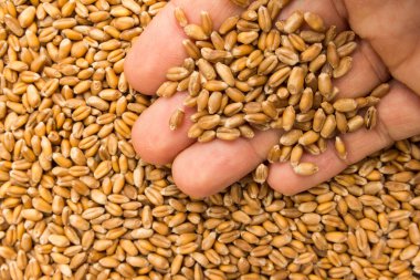 Triticum aestivum, buğday gevreğinin bilimsel adıdır. Trigo (Portekizce ve İspanyolca) olarak da bilinir. Elinde tahıllar olan biri. Makro. Tam yemek..