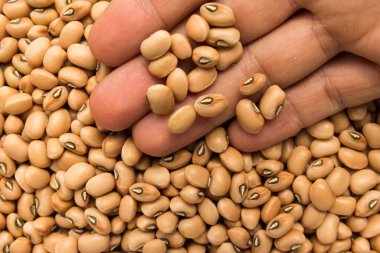 Vigna unguiculata is scientific name of Cowpea legume. Also known as haricot and Feijao de Corda. Person with grains in hand. Macro. Whole food. clipart