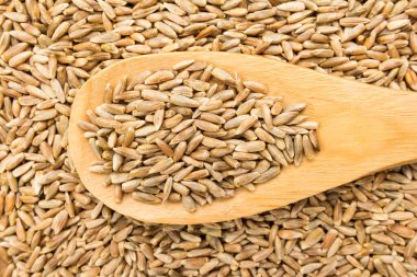 Secale mısır gevreği, Çavdar gevreğinin bilimsel adıdır. Ayrıca Centeio (Portekizce) ve Centeno (İspanyolca) olarak da bilinir. Tahta kaşıkta tahıllar. Kapat..