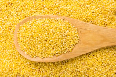 Panik miliasyum Proso Millet mısır gevreğinin bilimsel adıdır. Süpürge Millet, Painco (Portekizce) ve Mijo (İspanyolca) olarak da bilinir. Tahta kaşıkta tahıllar. Kapat..