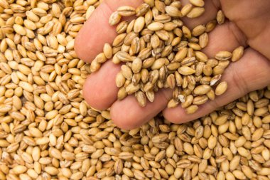 Hordeum vulgare, Arpa gevreğinin bilimsel adıdır. Ayrıca Cevada (Portekizce) ve Cebada (İspanyolca) olarak da bilinir. Elinde tahıllar olan biri. Makro. Tam yemek..