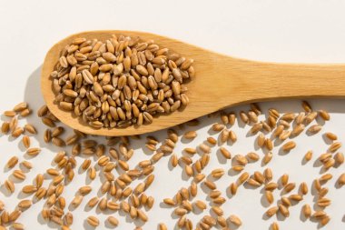 Triticum aestivum, buğday gevreğinin bilimsel adıdır. Trigo (Portekizce ve İspanyolca) olarak da bilinir. Tahta kaşıkta sağlıklı taneler. Beyaz arkaplan.