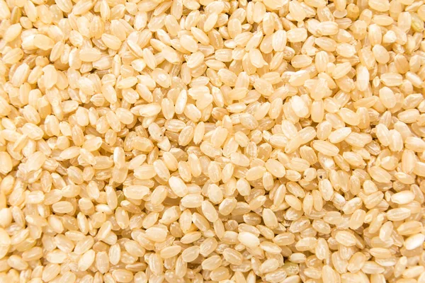 Oryza sativa is scientific name of Whole Short Grain Rice Seed. Also known as Sushi Rice and Arroz Cateto Integral (portuguese). Closeup of grains, background use.