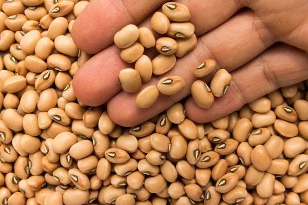 Vigna Unguiculata Nombre Científico Leguminosa Cowpea También Conocida Como Haricot — Foto de Stock