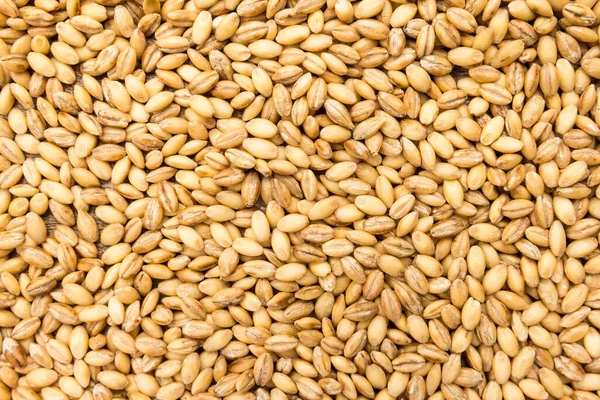 Hordeum Vulgare Scientific Name Barley Cereal Grain Also Known Cevada — Stock Photo, Image