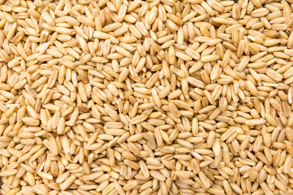 Avena Sativa Wetenschappelijke Naam Van Haverkorrels Ook Bekend Als Aveia — Stockfoto