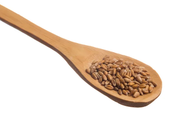 Triticum Aestivum Ett Vetenskapligt Namn Vetekorn Även Känd Som Trigo — Stockfoto