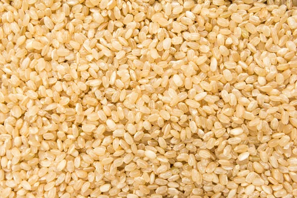 Oryza Sativa Wetenschappelijke Naam Van Whole Short Grain Rice Seed — Stockfoto