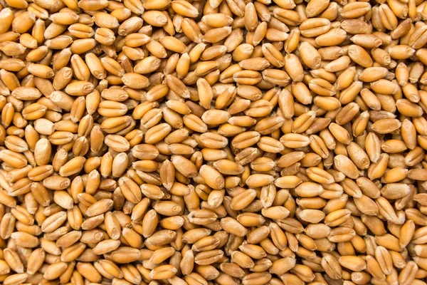 Triticum Aestivum Wetenschappelijke Naam Van Tarwe Granen Ook Bekend Als — Stockfoto