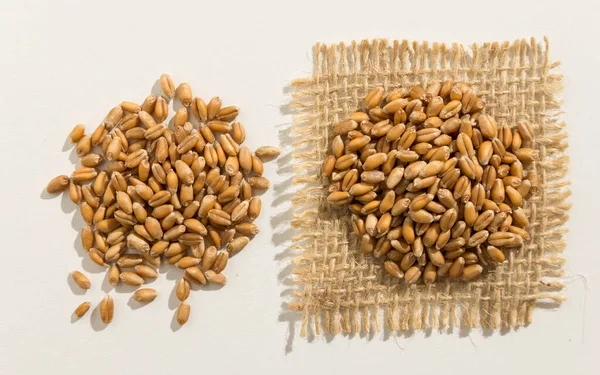 Triticum Aestivum Nome Científico Grão Cereais Trigo Também Conhecido Como — Fotografia de Stock
