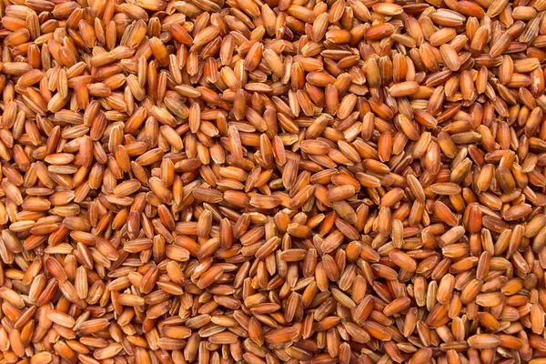 Oryza Sativa Научное Название Бутанского Семени Красного Риса Известен Arroz — стоковое фото