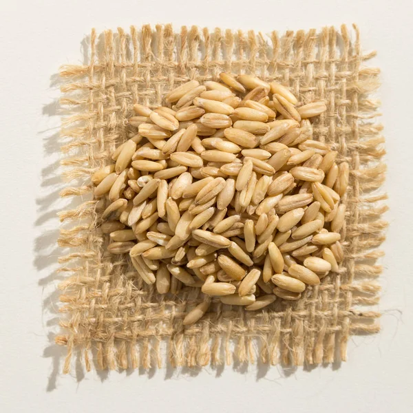 Avena Sativa Scientific Name Oat Cereal Grain Also Known Aveia — Stock Photo, Image