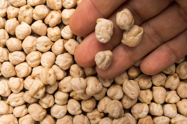 Cicer Arietinum Научное Название Chickpeas Legume Известные Бобы Гарбанцо Чик — стоковое фото