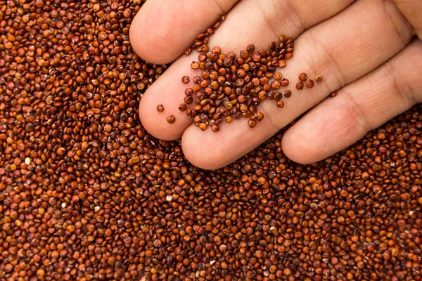 Chenopodium quinoa is scientific name of Red Quinoa seed. Person with grains in hand. Macro. Whole food.