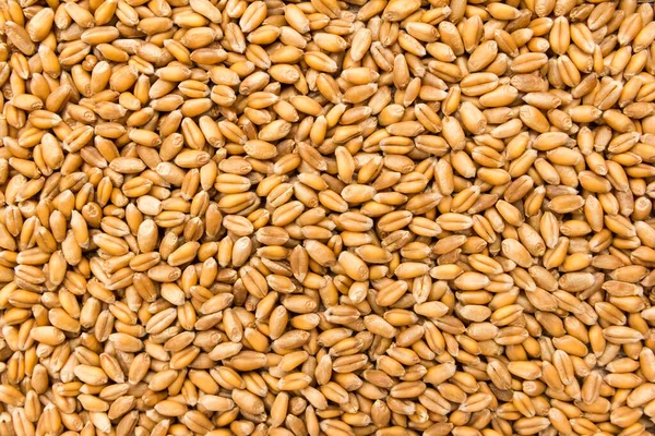 Triticum Aestivum Scientific Name Wheat Cereal Grain 트리고 포르투갈어와 스페인어 — 스톡 사진