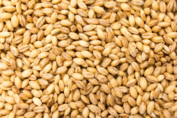 Hordeum Vulgare Scientific Name Barley Cereal Grain Also Known Cevada — Stock Photo, Image
