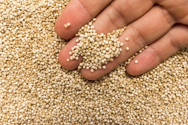 Chenopodium Quinoa Naukowe Imię Nasion Golden Quinoa Osoba Ziarnem Ręku — Zdjęcie stockowe
